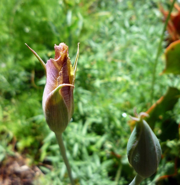 Calochortus superbus