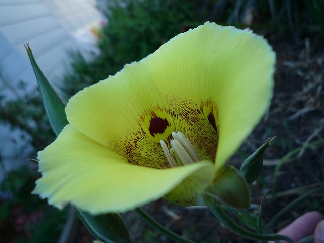 Calochortus superbus (Calochortus superbus)