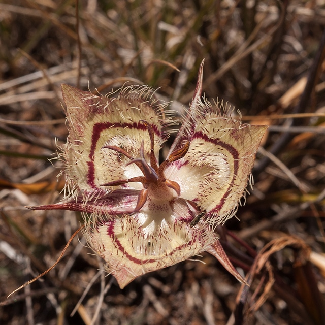 Calochortus tiburonensis