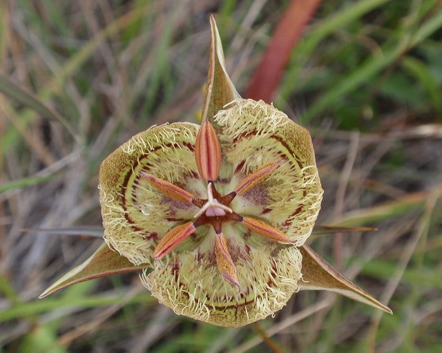 Calochortus tiburonensis