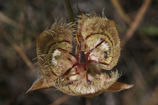 Calochortus tiburonensis