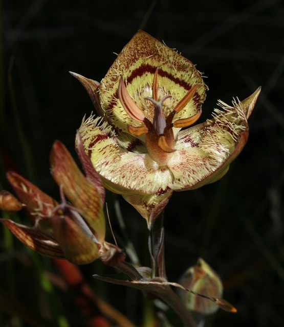 Calochortus tiburonensis