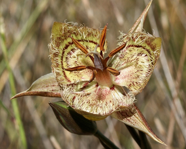 Calochortus tiburonensis (Calochortus tiburonensis)