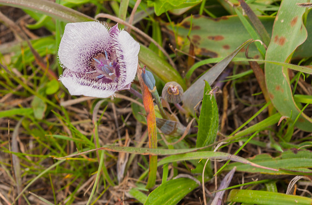 Calochortus tolmiei