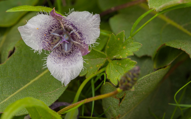 Calochortus tolmiei