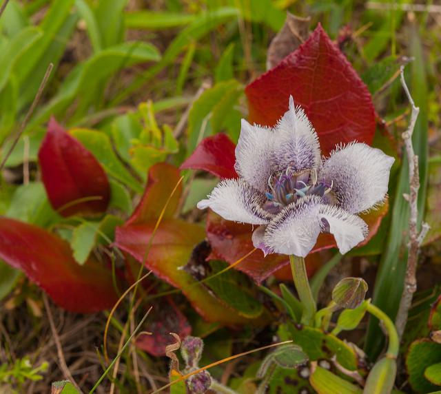 Calochortus tolmiei