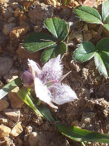 Calochortus tolmiei