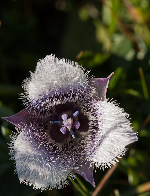 Calochortus tolmiei