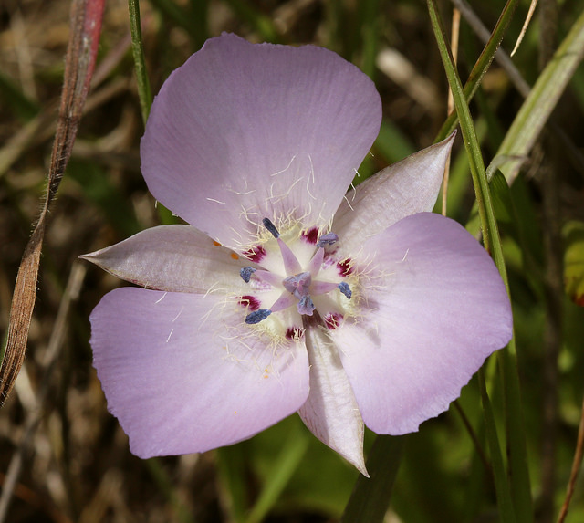 Calochortus uniflorus (Calochortus uniflorus)