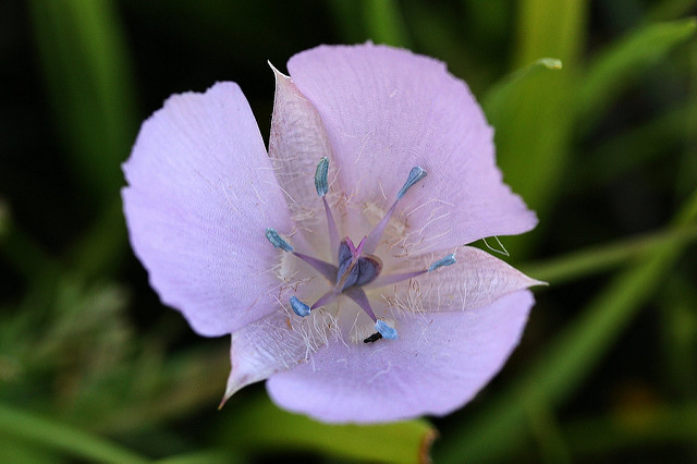Calochortus uniflorus
