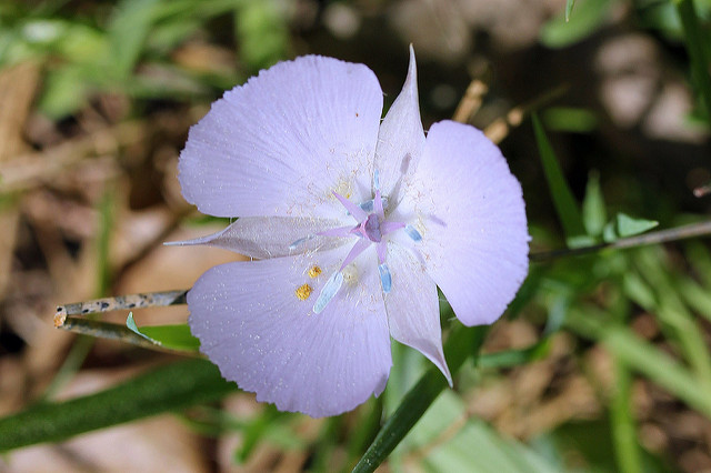 Calochortus uniflorus