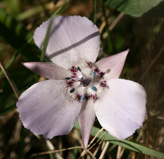 Calochortus uniflorus