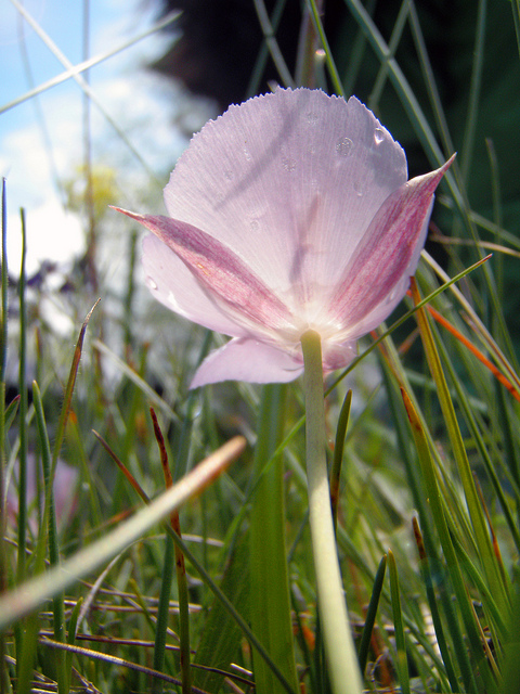 Calochortus uniflorus