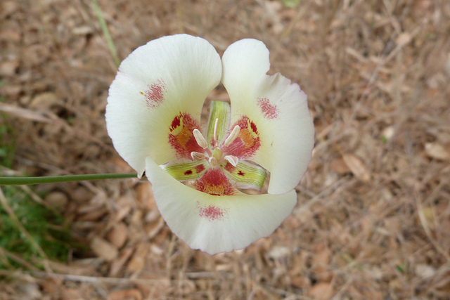 Calochortus venustus