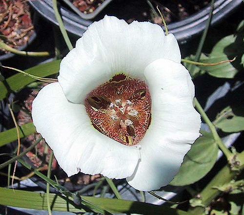 Calochortus venustus