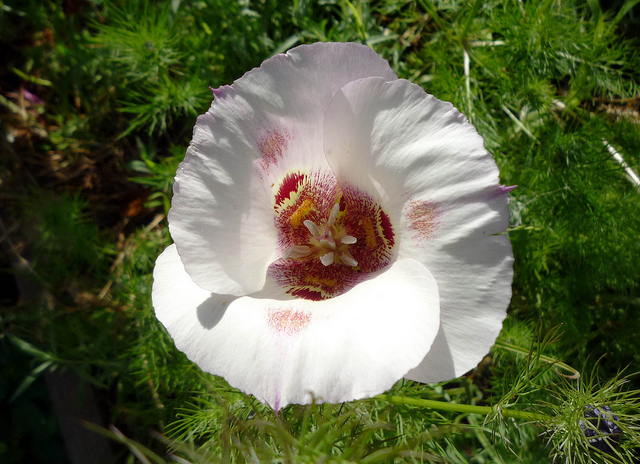 Calochortus venustus