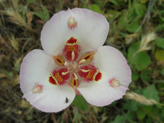 Calochortus venustus