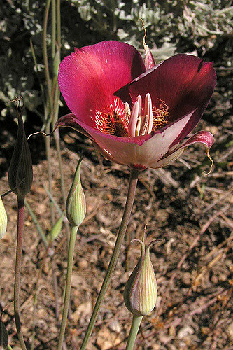 Calochortus venustus