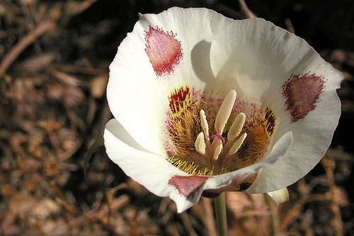 Calochortus venustus (Calochortus venustus)
