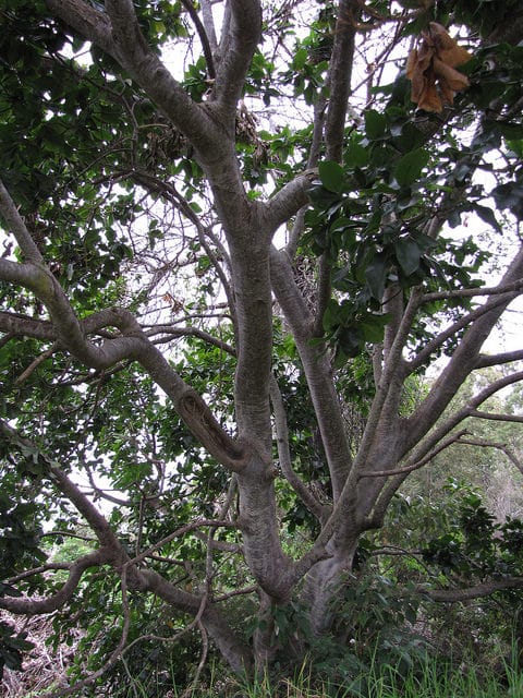 Châtaignier du cap (Calodendrum capense)