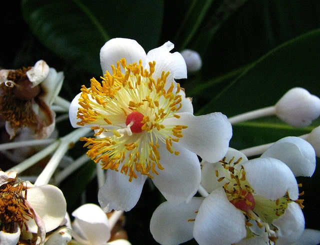 Takamaka (Calophyllum inophyllum)
