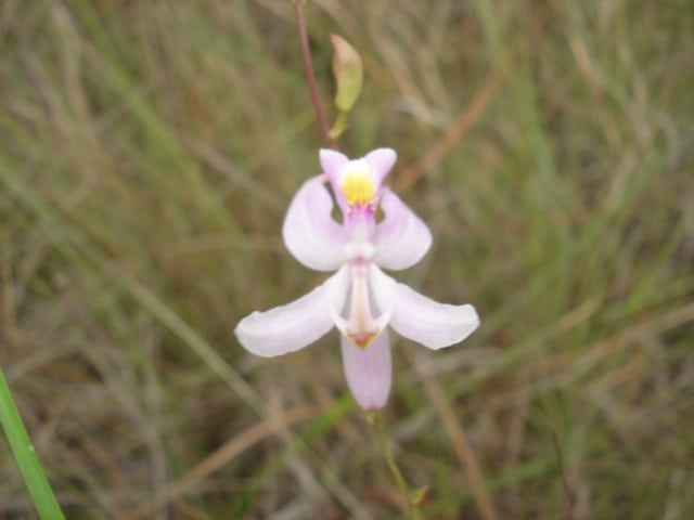 Calopogon pallidus (Calopogon pallidus)