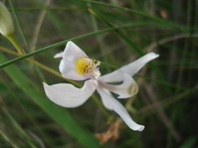 Calopogon pallidus