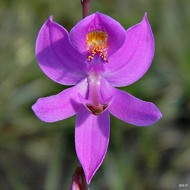 Calopogon pallidus