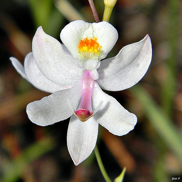 Calopogon pallidus