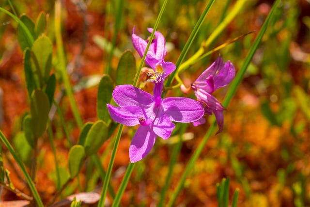 Calopogon tubéreux (Calopogon tuberosus)