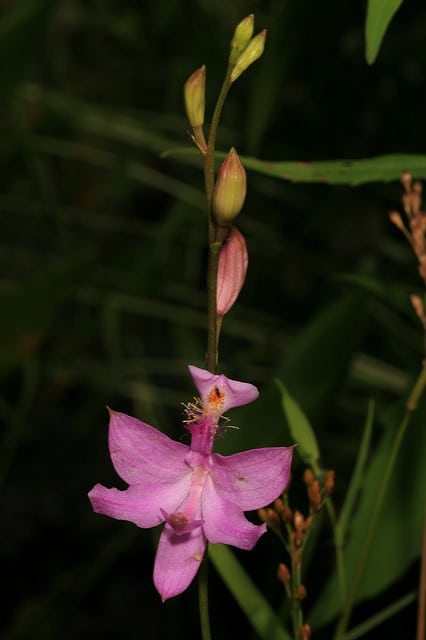 Calopogon tubéreux
