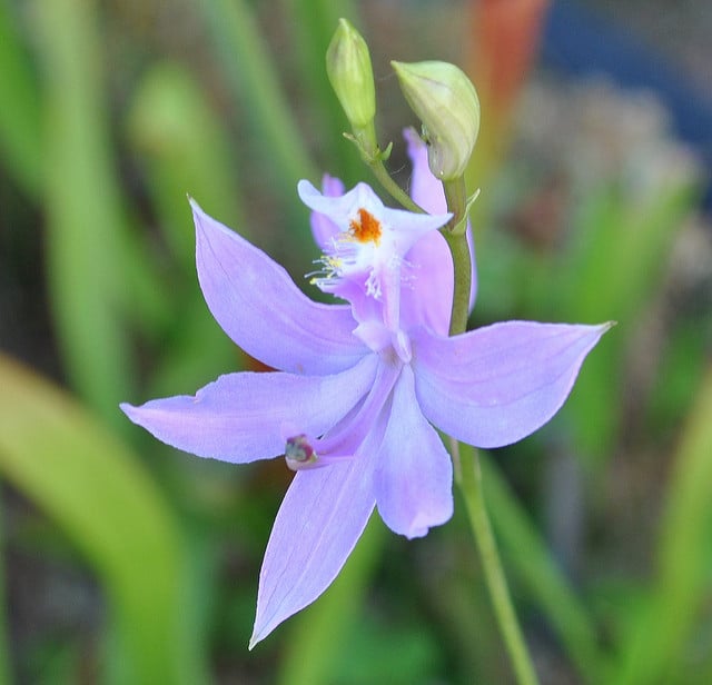 Calopogon tubéreux