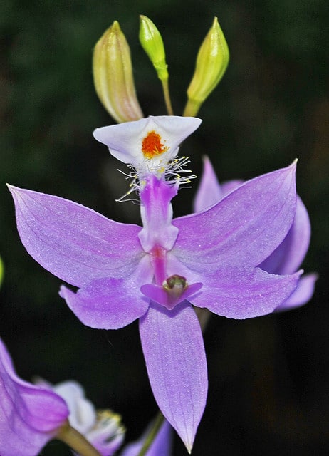 Calopogon tubéreux