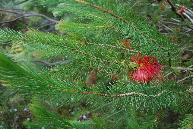Calothamnus quadrifidus