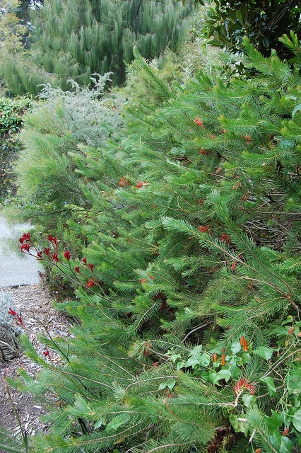 Calothamnus quadrifidus