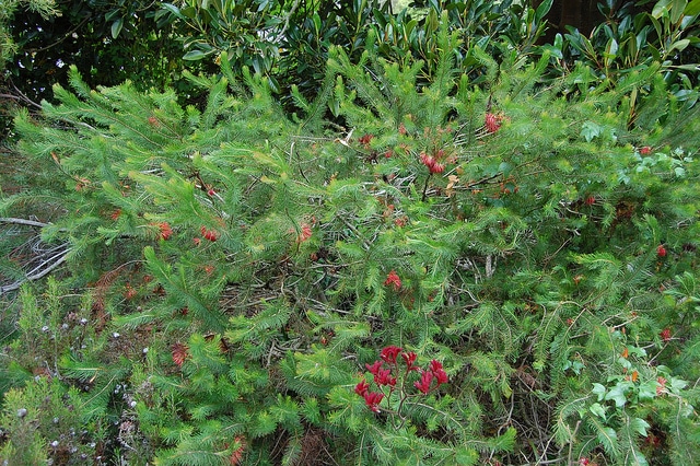 Calothamnus quadrifidus