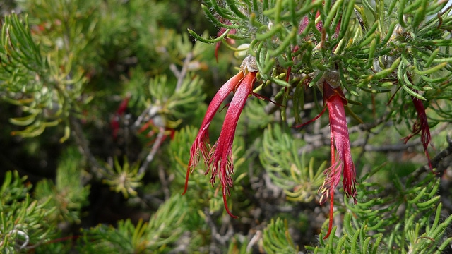 Calothamnus sanguineus