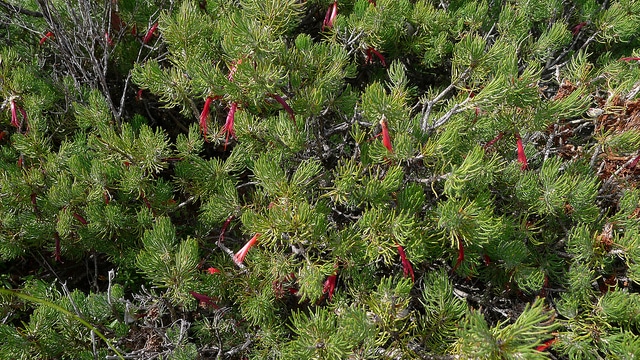 Calothamnus sanguineus