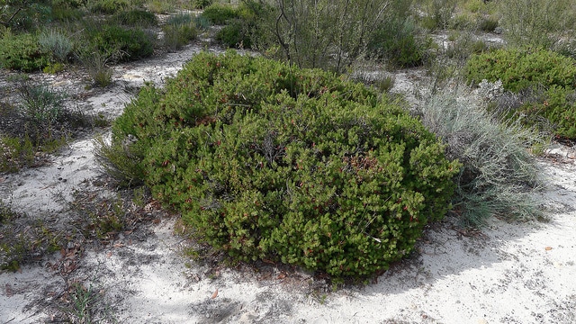 Calothamnus sanguineus
