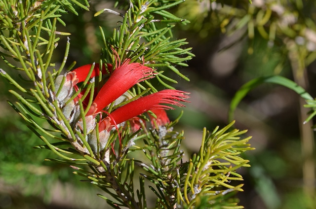 Calothamnus sanguineus