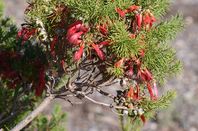 Calothamnus sanguineus