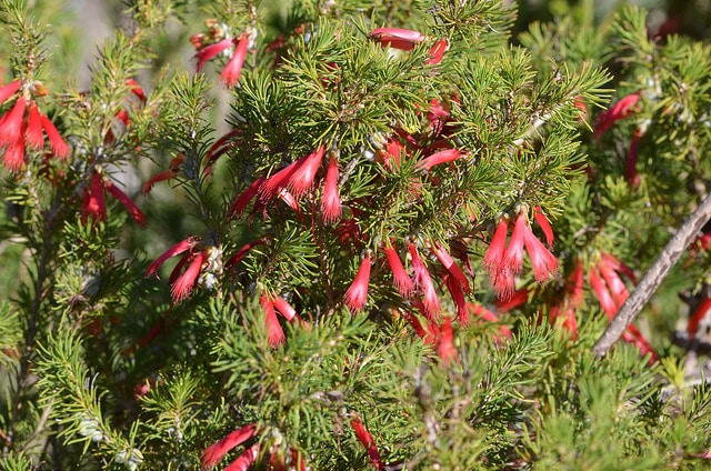 Calothamnus sanguineus