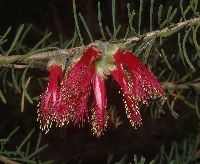 Calothamnus villosus