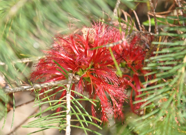 Calothamnus villosus (Calothamnus villosus)