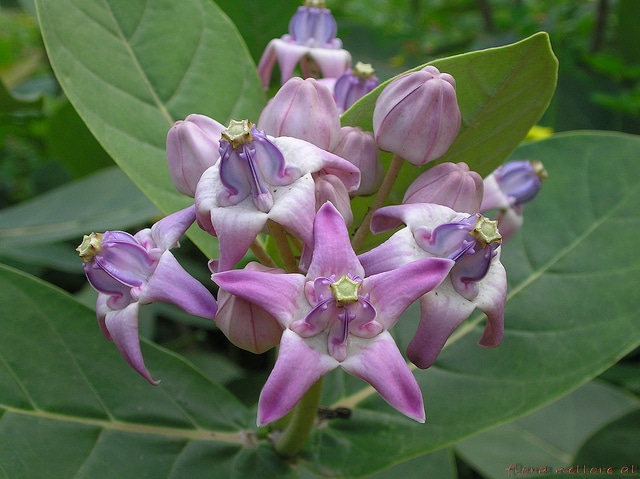 Arbre à la soie (Calotropis gigantea)