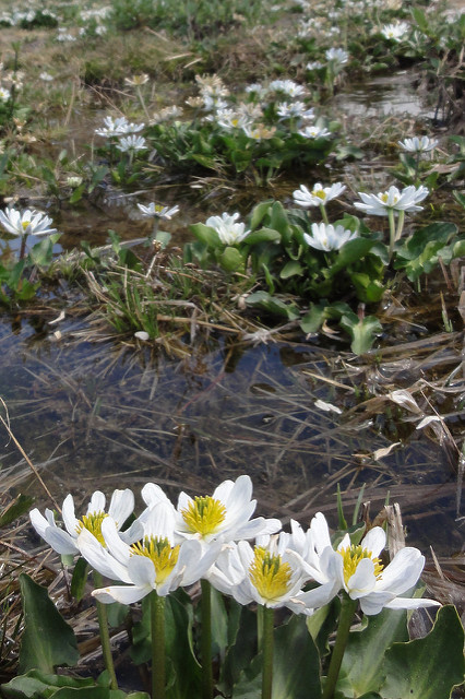 Caltha leptosepala