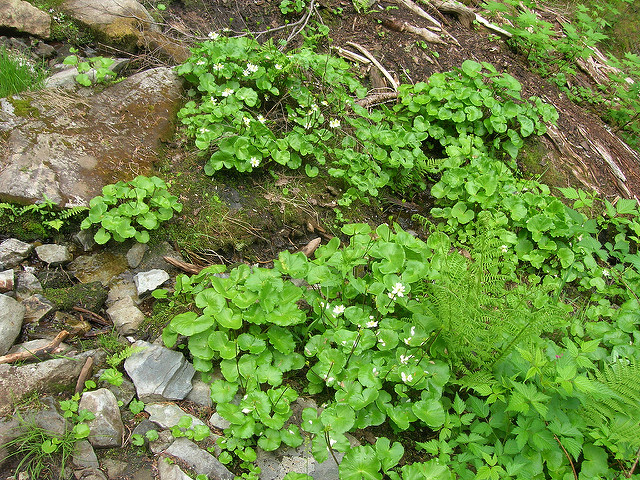 Caltha leptosepala