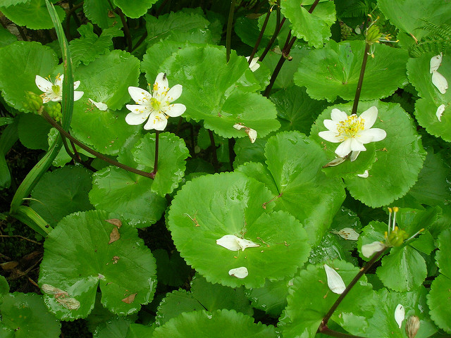 Caltha leptosepala