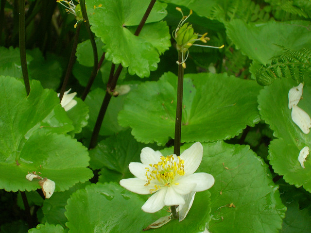 Caltha leptosepala