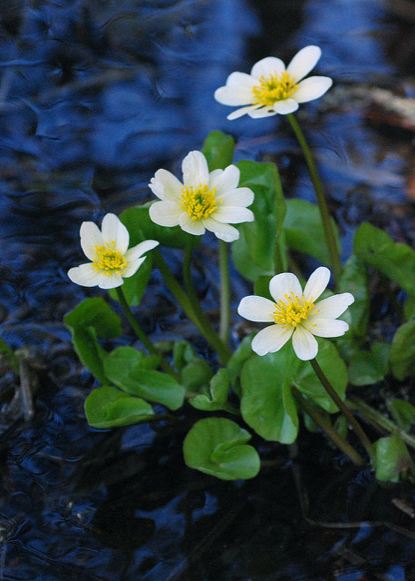 Caltha leptosepala
